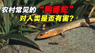 农村常见的“狗婆蛇”，喜欢晒太阳见人就跑，它对人类是否有害？