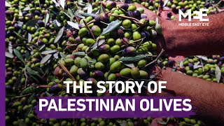 Olive oil: the story of Palestinian identity