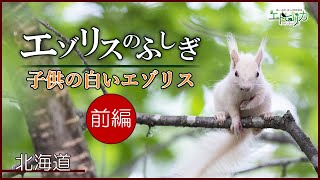 【エゾリスのふしぎ】超貴重⚠️子供の白いエゾリス（前編）！夏の食べ物は？リスも木から落ちる？北海道の森で大冒険！