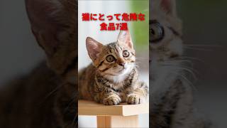 猫にとって危険な食品７選　#shorts   #猫  #cat #雑学 #役に立つ雑学