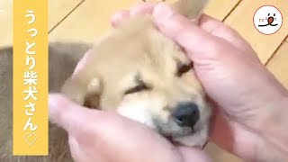 これぞ究極のとろけ顔😍 パパのなでなでに、うっとり。柴犬ちゃんの表情がめちゃかわ💖【PECO TV】