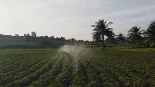 தக்கை பூண்டு விதை விதைத்தல் #விவசாயின்மகன் #agriculture #farming #விவசாயி