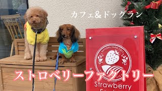 滋賀県ストロベリーファクトリー//わんこと楽しめるお洒落なカフェとドッグラン