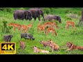 4K African Wildlife: Masoala National Park - Real Sounds of Africa - 4K Video Ultra HD