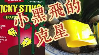 小黑飞的克星来啦 How to Get rid Of Fungus Gnats