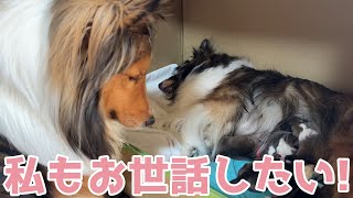 【シェルティ】私もお世話したい🐾【雪風も気になるね】