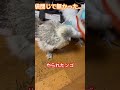 やられたンゴ　 ペット もふもふ かわいい 烏骨鶏 shorts