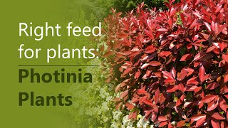 Right feed for plants: Photinia Plants