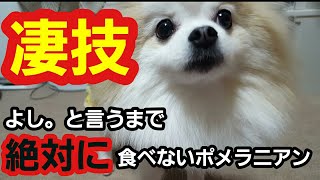 【ポメラニアン ライト】犬にフェイントをかけてみた(笑) おもしろ 笑える しつけ【Dog】The reaction was interesting when I applied painhah