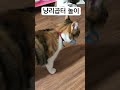 천재고양이 냥리곱터 물어오기😹 cute cat