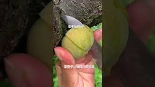 How to cut fruits in the farm, Farm fruit ninja cutting skills