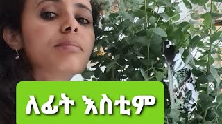 ለፊትዎ ስትም መጠቀሚያ #Ethio Jago #Eucalyptus#ስለ ሂወት እናውራ