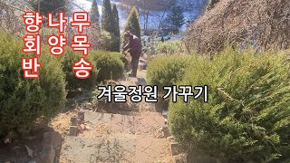 겨울정원가꾸기 #향나무#회양목#반송 전정