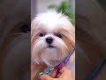 Angry puppy, so cute!✂️❤️🐶