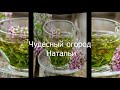 Напиток из рябины красной и ее полезные свойства