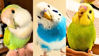 FUNNY AND CUTE PARROTS - TRY NOT TO LAUGH!