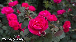 सर्वश्रेष्ठ धुनों का संग्रह🌿आप हमेशा सुन सकते हैं🌿सर्गेई ग्रिशुक द्वारा संगीत #3