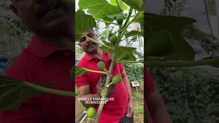 ഇതാണ് original  🍇🍓 അത്തി.. 3 മാസം കൊണ്ട് കായ്ക്കും. അത്തി പ്രൂണിങ് ചെയ്യേണ്ടത് ഇങ്ങനെയാണ്...