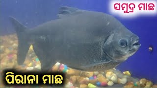 ସାମୁଦ୍ରିକ ମାଛ 🐟ପୀରାନା ମାଛ 🐟Marini Aquarium || Paradeep Fish Musium - beautiful Sea Fish Piranha fish