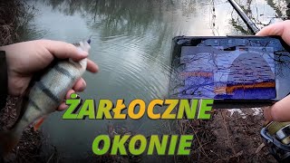 Drop Shot - żarłoczne okonie