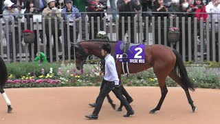 ブレイディヴェーグ、マイルチャンピオンシップのパドック。京都競馬場、2024年11月17日。