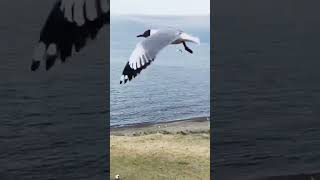 中国青海湖实拍