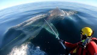 Whale assisted in disentanglement operation - 17 June 2020