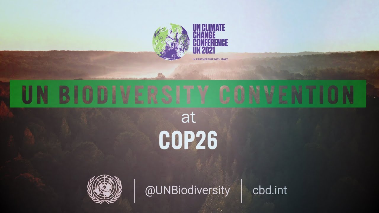 UN Biodiversity Convention At #COP26 - YouTube