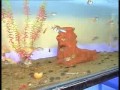 new king aquarium2_0001.wmv