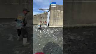 Best Fishing video compilation , Net Fishing #fishing #shorts