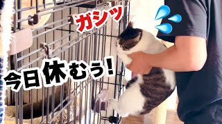 臆病な元野良猫､引きこもり生活からの脱出訓練