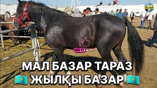 Жылқы базар 08.09.2024 Мал базар Тараз / MAL BAZAR TARAZ