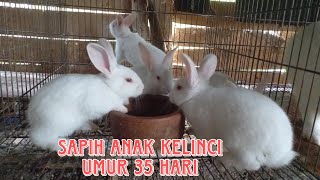 Cara sapih kelinci umur 35 hari