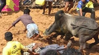 R.T Malai ஜல்லிக்கட்டில் முதல் பரிசு பெற்ற காளை || கொடூர பாய்ச்சல் || Jallikattu 2020