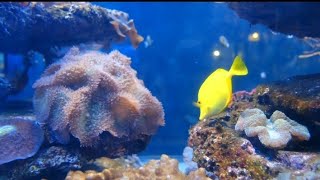 4k aquarium fish video, and relaxing music, sleep relaxation music