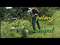 cara membersihkan rumput di kebun durian....