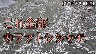 【ボナビスタの日常】カラフトシシャモが大漁にやってきました！せっかくなので獲って焼いたり干物にしたりしてみます。