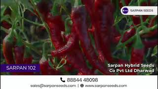 ಸರ್ಪನ್ ಬ್ಯಾಡಗಿ ಹೈಬ್ರಿಡ್ ಮೆಣಸಿನಕಾಯಿ | Best quality chilli seeds | Sarpan-102 \u0026 Sarpan Super