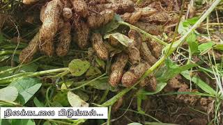 organic PEANUT production steps | இயற்கை முறை நிலக்கடலை விவசாயம் செய்யும் முறை | Vavuniya விவசாயி