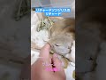 リチャードソンジリス リチャード グルーミング squirrel groundsquirrel ジリス 齧歯類 エキゾチックアニマル 小動物 かわいい 癒し shorts