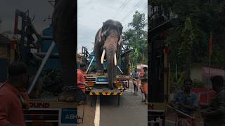 കരുവന്തല ഗണപതി 🐘❤️❤️ entry 🤗🤗🤗 #keralaelephant #ആനപ്രേമി #elephant #aanachandam