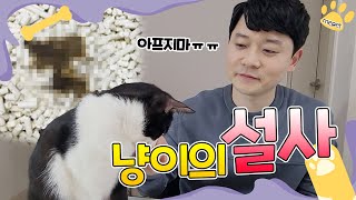 [수의사네 커피\u0026우유] 고양이가 설사 하는 다양한 이유(고양이가 설사를 하면 무조건 병원에 가야할까??)