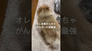 オレ目薬めっちゃがんばった超最強【ポメラニアン】#ポン太 #ポメラニアン #pomeranian #モフモフ #ペロリ