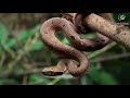 hump nosed pit viper . മുഴമൂക്കൻ കുഴിമണ്ഡലി