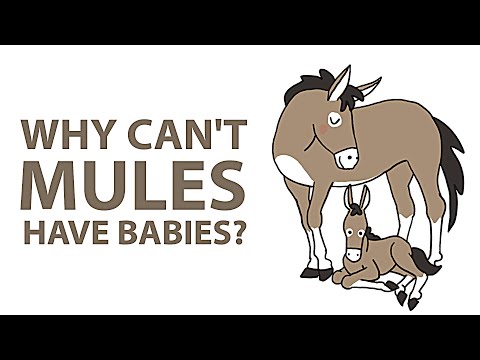 Can some mules reproduce?