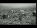 taiwanese women workers harvest and load sugarcane in taiwan. hd stock footage