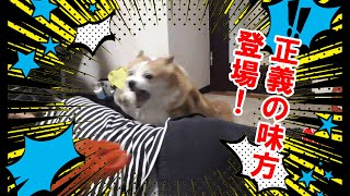 ついにパパ守るコーギー登場！【コーギーチロ】Corgi to protect daddy !