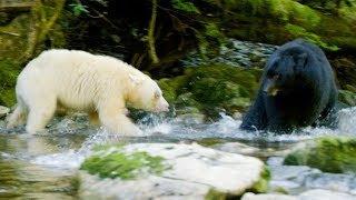Mother Protects Her Cubs from Huge Black Bear | Natural World: Ghost Bear | BBC Earth