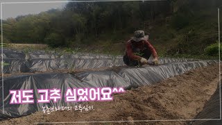 농촌브라더도🌶고추1000주🌶청량고추100주🌶 심었습니다^^