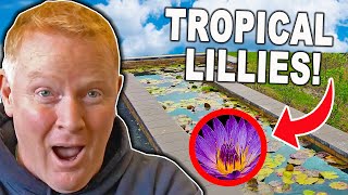 100 Foot Long WATER LILY Pond At Aqualand!